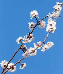 flowers on the tree against the blue sky