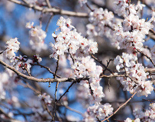 flowers on the tree against the blue sky