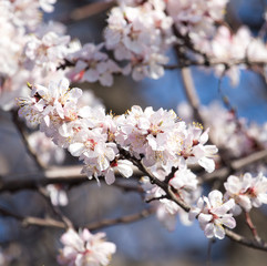 Obraz premium flowers on the tree against the blue sky