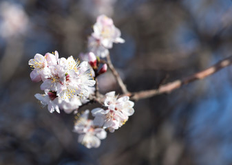 flowers on the tree in nature
