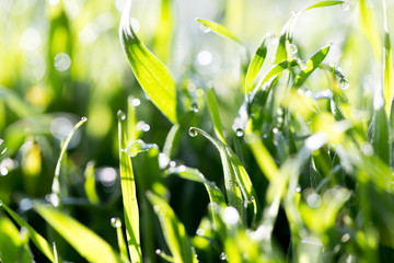 Fototapeta na wymiar drops of dew on the green grass