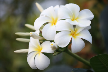 Obraz na płótnie Canvas frangiapani flower