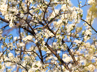 flowers on the tree against the blue sky