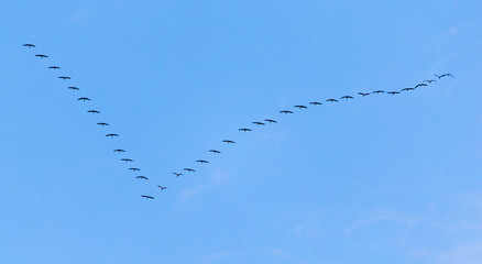 flock of swans flying against a blue sky in the south
