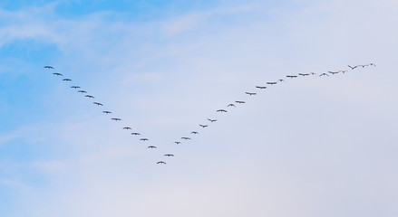 flock of swans flying against a blue sky in the south