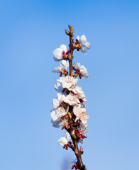 flowers on the tree against the blue sky