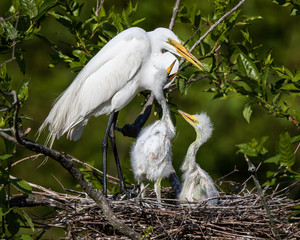 Great Egrets