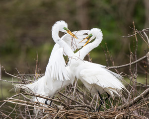 Great Egrets