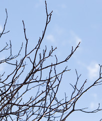Fototapeta na wymiar tree branch on the sky background