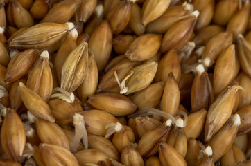 Fototapeta premium organic barley sprouts background