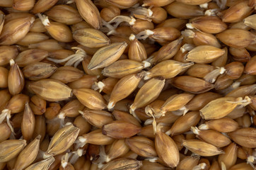 organic barley sprouts background