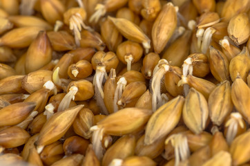 Fototapeta premium organic barley sprouts background