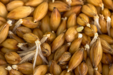 Obraz premium organic barley sprouts background