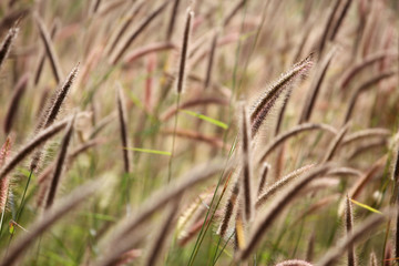 reeds grass background