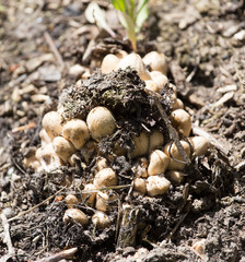 toadstool mushrooms nature spring