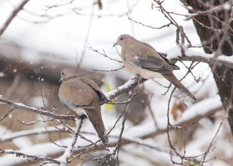 bird dove winter nature