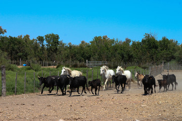 Obraz premium taureau