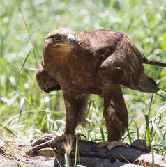 eagle in a park on the nature