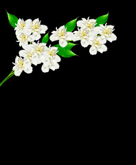 jasmine white flower isolated on black background