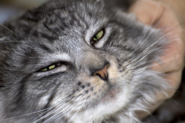Beautiful young cat main coon
