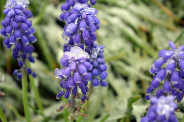 Beautiful spring Muscari Mill flowers with remnants of snow on a garden. Macro.