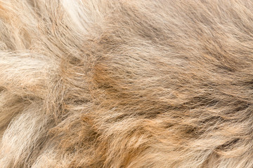 the dog's fur as background