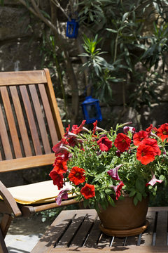 Fresh geranium flowers in garden on the table