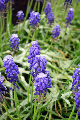 Obraz premium Beautiful spring Muscari Mill flowers with remnants of snow on a garden. Macro.
