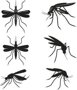 Set mosquitoes