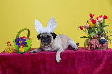 Mops als Osterhase