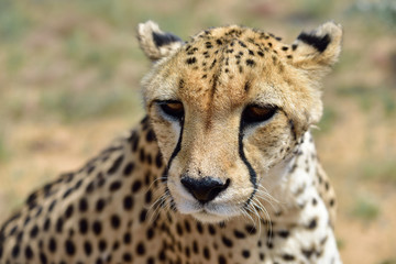 Africa. Namibia. Cheetah