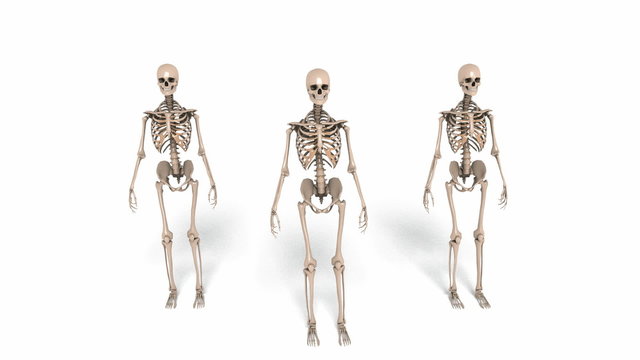 Digital Animation of cheerleading Skeletons