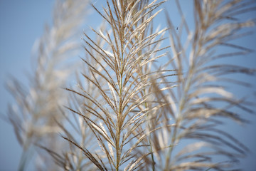 reeds grass background.