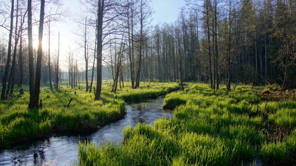 Obraz premium Весенний ручей