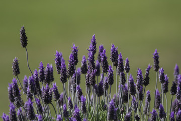 Lavanda