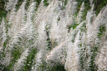 reeds grass background.