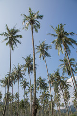 Coconut tree in the blue sky