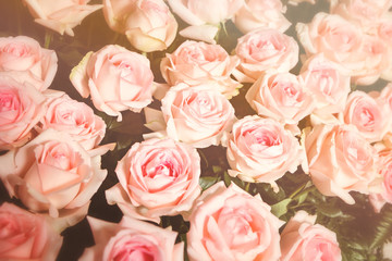 Bright pink roses background with soft focus