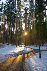 Sun rays of the evening sunset in the winter pine forest