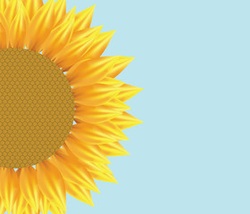 Sun flower illustration with pattern. Vector