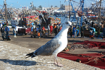 Essaouira, Morocco -  January 5, 2016: Seagull in Essaouira 