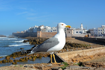 Essaouira, Morocco -  January 5, 2016: Seagull in Essaouira 