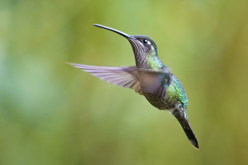 the flight of the hummingbird