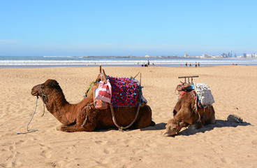 Essaouira, Morocco -  January 6, 2016: two camel resting on the beach 