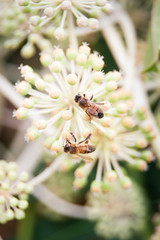 Two bees on flower in the garden