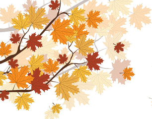 Orange Autumn Maple Leaves on tree. Vector