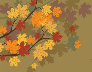 Fototapeta na wymiar Orange Autumn Maple Leaves on tree. Vector