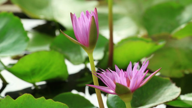 Time lapse purple pink lotus flower bloom, 4K.
