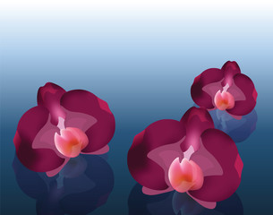 Orchid flowers background. Vector
