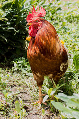 close up portrait of rooster
